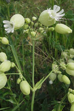 Silene vulgaris subsp. vulgaris \ Gewhnliches Leimkraut, Taubenkropf-Leimkraut, D Sandhausen 25.5.2007