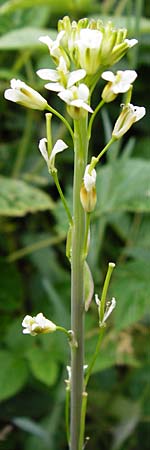 Arabis glabra \ Kahles Turmkraut, D Odenwald, Lindenfels 16.6.2015