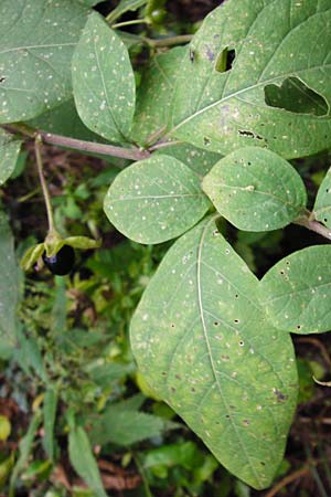 Atropa bella-donna \ Tollkirsche / Deadly Nightshade, D Weinheim an der Bergstraße 20.7.2015