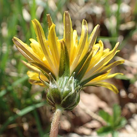 Taraxacum pauckertianum \ Pauckerts Lwenzahn, D Konstanz 24.4.2018