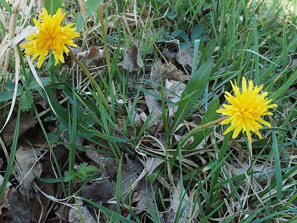 Taraxacum pauckertianum \ Pauckerts Lwenzahn, D Konstanz 24.4.2018