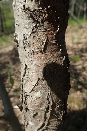 Prunus serotina \ Spte Traubenkirsche, D Viernheim 17.4.2020