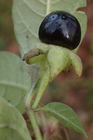 Atropa bella-donna / Deadly Nightshade, D Pirmasens 15.11.2020