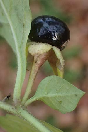 Atropa bella-donna \ Tollkirsche, D Pirmasens 15.11.2020