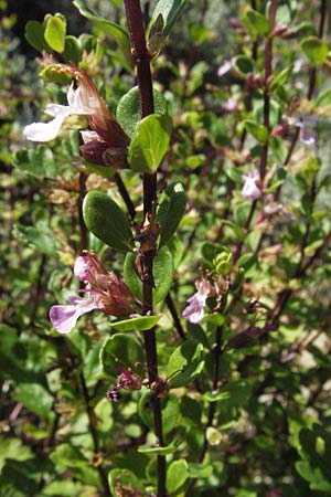 Teucrium lucidum \ Glnzender Gamander, Leuchtender Gamander Gamander, D Botan. Gar.  Universit.  Mainz 4.8.2007