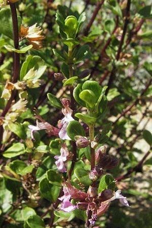 Teucrium lucidum \ Glnzender Gamander, Leuchtender Gamander Gamander, D Botan. Gar.  Universit.  Mainz 4.8.2007