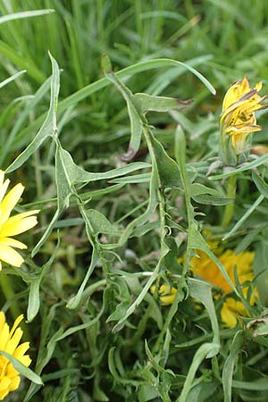 Taraxacum lacistophyllum ? \ Geschlitztblttriger Lwenzahn, D Heusenstamm 16.4.2018