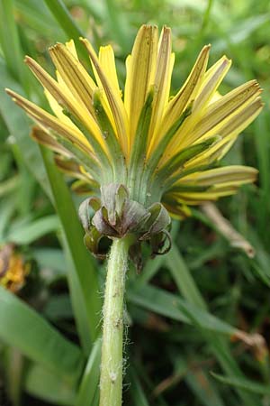 Taraxacum lacistophyllum ? \ Geschlitztblttriger Lwenzahn, D Heusenstamm 16.4.2018