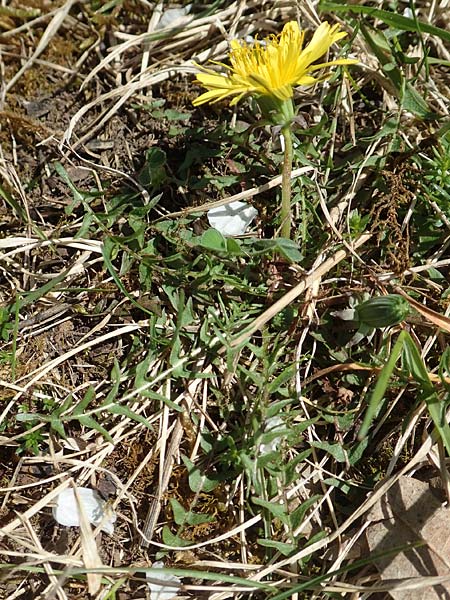 Taraxacum lacistophyllum \ Geschlitztblttriger Lwenzahn / Cut-Leaved Dandelion, D Markgröningen 18.4.2018