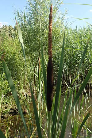 Typha latifolia \ Breitblttriger Rohrkolben, D Hochheim am Main 20.6.2018