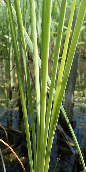 Typha laxmannii \ Laxmanns Rohrkolben, D Hochheim am Main 20.6.2018