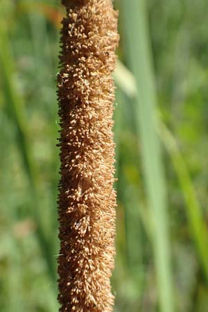 Typha laxmannii \ Laxmanns Rohrkolben / Laxmann's Bulrush, D Hochheim am Main 20.6.2018