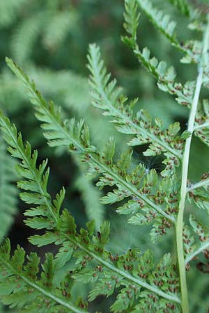 Oreopteris limbosperma \ Berg-Farn, Berg-Lappen-Farn / Sweet Mountain Fern, Lemon-Scented Fern, D Schwarzwald/Black-Forest, Hornisgrinde 4.9.2019