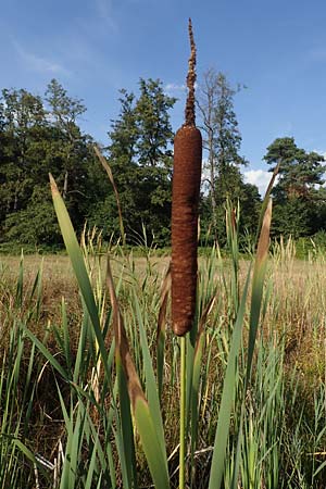 Typha latifolia \ Breitblttriger Rohrkolben / Greater Bulrush, Cattail, D Hassloch 30.8.2022