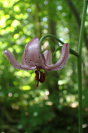 Lilium martagon \ Trkenbund-Lilie, D Querfurt 18.6.2023