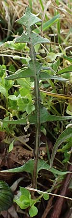 Taraxacum lacistophyllum \ Geschlitztblttriger Lwenzahn, D Brühl bei Mannheim 23.3.2024