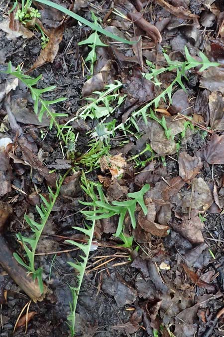 Taraxacum lacistophyllum \ Geschlitztblttriger Lwenzahn, D Mannheim 4.4.2024