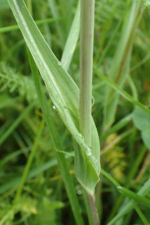 Tragopogon minor \ Kleiner Wiesen-Bocksbart, Kleinkpfiger Bocksbart, D Odenwald, Michelstadt 17.5.2018