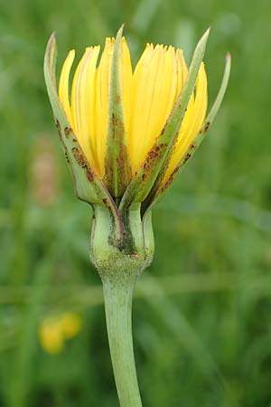 Tragopogon minor \ Kleiner Wiesen-Bocksbart, Kleinkpfiger Bocksbart / Minor Goat's-Beard, D Odenwald, Michelstadt 17.5.2018