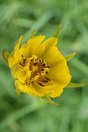 Tragopogon minor \ Kleiner Wiesen-Bocksbart, Kleinkpfiger Bocksbart / Minor Goat's-Beard, D Odenwald, Michelstadt 17.5.2018