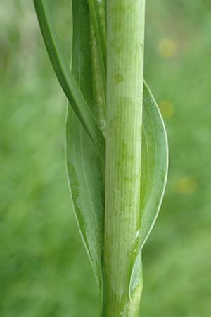 Tragopogon minor \ Kleiner Wiesen-Bocksbart, Kleinkpfiger Bocksbart, D Odenwald, Michelstadt 17.5.2018