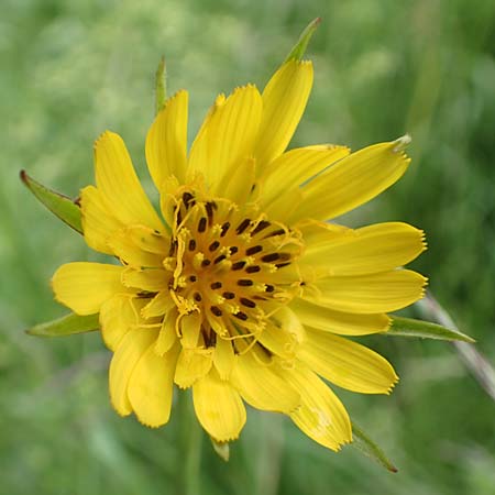 Tragopogon minor \ Kleiner Wiesen-Bocksbart, Kleinkpfiger Bocksbart, D Odenwald, Michelstadt 17.5.2018