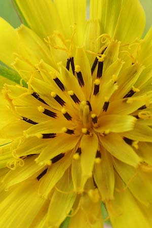 Tragopogon minor \ Kleiner Wiesen-Bocksbart, Kleinkpfiger Bocksbart, D Odenwald, Michelstadt 17.5.2018