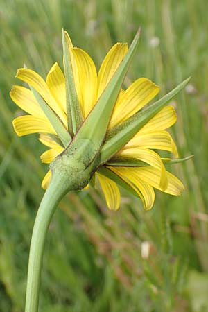 Tragopogon minor \ Kleiner Wiesen-Bocksbart, Kleinkpfiger Bocksbart, D Odenwald, Michelstadt 17.5.2018