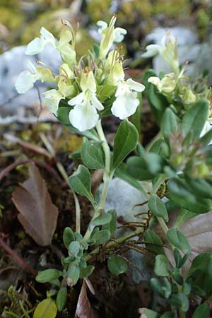 Teucrium montanum \ Berg-Gamander / Mountain Germander, D Beuron 27.6.2018