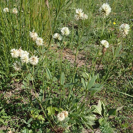 Trifolium montanum \ Berg-Klee / Mountain Clover, D Ketsch 21.5.2020
