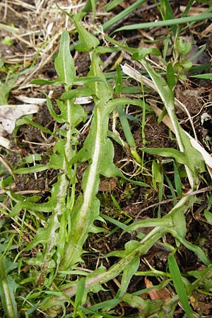 Taraxacum nordstedtii / Nordstedt's Dandelion, D Ober-Roden 2.5.2015