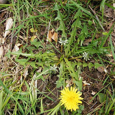 Taraxacum nordstedtii \ Nordstedts Lwenzahn / Nordstedt's Dandelion, D Ober-Roden 2.5.2015