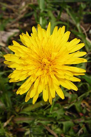 Taraxacum nordstedtii / Nordstedt's Dandelion, D Ober-Roden 2.5.2015