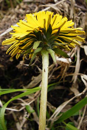 Taraxacum nordstedtii \ Nordstedts Lwenzahn / Nordstedt's Dandelion, D Ober-Roden 2.5.2015