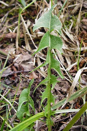 Taraxacum nordstedtii \ Nordstedts Lwenzahn / Nordstedt's Dandelion, D Ober-Roden 2.5.2015