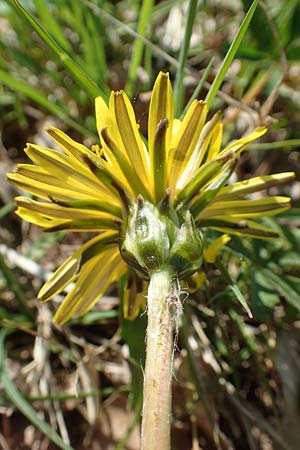 Taraxacum pauckertianum / Pauckert's Dandelion, D Konstanz 24.4.2018