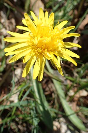 Taraxacum pauckertianum \ Pauckerts Lwenzahn, D Konstanz 24.4.2018