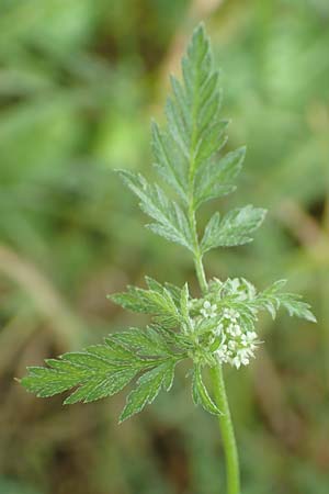 Torilis nodosa \ Knotiger Klettenkerbel / Knotted Hedge Parsley, D Ludwigshafen 1.6.2018