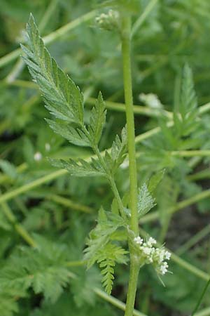 Torilis nodosa \ Knotiger Klettenkerbel / Knotted Hedge Parsley, D Mannheim 19.5.2023