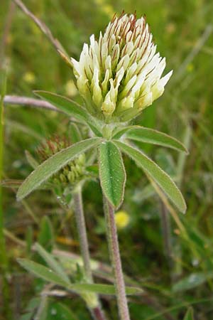 Trifolium ochroleucon \ Blagelber Klee / Sulphur Clover, D Gerolzhofen-Sulzheim 1.6.2015