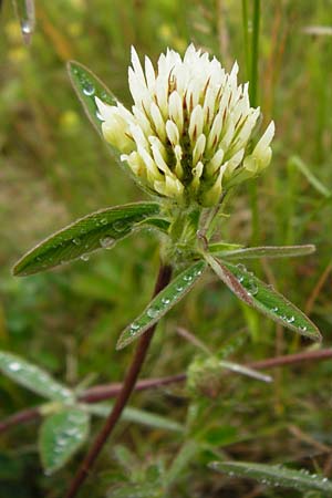 Trifolium ochroleucon / Sulphur Clover, D Gerolzhofen-Sulzheim 1.6.2015