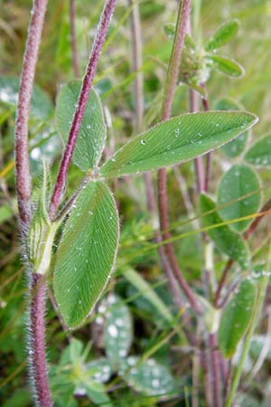 Trifolium ochroleucon \ Blagelber Klee / Sulphur Clover, D Gerolzhofen-Sulzheim 1.6.2015