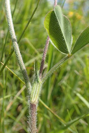 Trifolium ochroleucon / Sulphur Clover, D Aichtal 17.6.2017