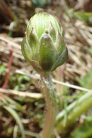 Taraxacum hollandicum \ Hollndischer Sumpf-Lwenzahn / Dutch Marsh Dandelion, D Konstanz 24.4.2018