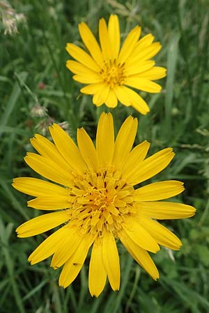 Tragopogon orientalis \ stlicher Wiesen-Bocksbart / Showy Goat's-Beard, D Köln-Zündorf 23.5.2018