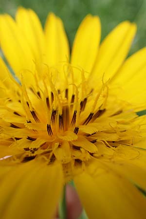 Tragopogon orientalis \ stlicher Wiesen-Bocksbart / Showy Goat's-Beard, D Köln-Zündorf 23.5.2018