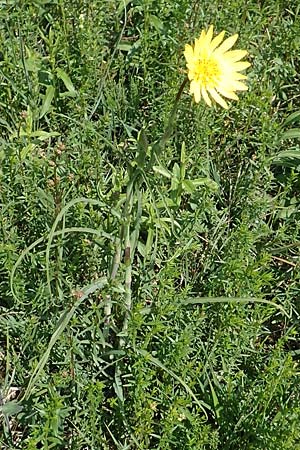 Tragopogon orientalis \ stlicher Wiesen-Bocksbart / Showy Goat's-Beard, D Neuleiningen 14.5.2020