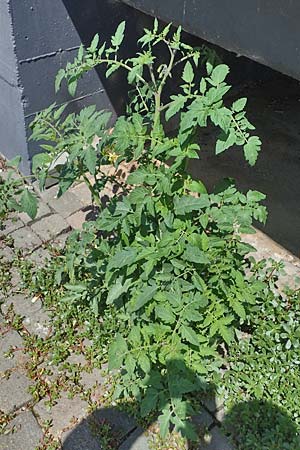 Solanum lycopersicum \ Tomate / Tomato, D Mannheim 10.7.2021