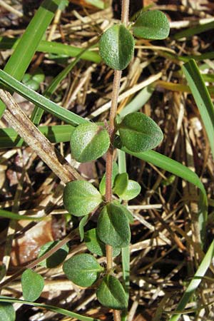 Thymus pulegioides \ Arznei-Thymian, Gemeiner Thymian, D Karlstadt 16.6.2007