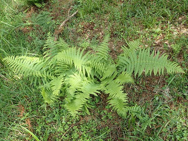 Oreopteris limbosperma \ Berg-Farn, Berg-Lappen-Farn, D Heidelberg 29.7.2016